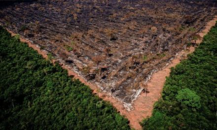 Bolsonaro é denunciado mais uma vez ao Tribunal de Haia por destruição da Amazônia
